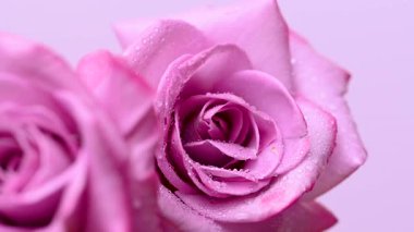 Güzel leylak gülünün videosu.