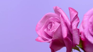 Güzel leylak gülünün videosu.