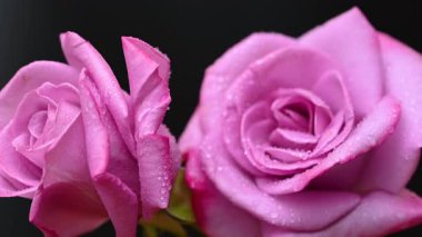 Güzel leylak gülünün videosu.