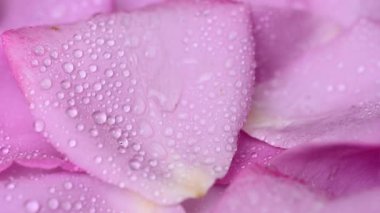 Güzel leylak gülünün videosu.