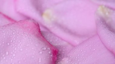 Güzel leylak gülünün videosu.