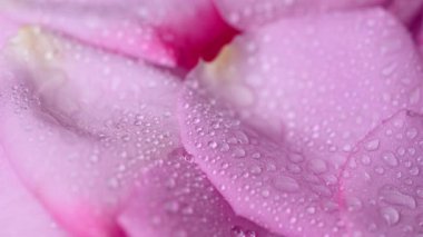 Güzel leylak gülünün videosu.