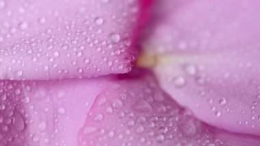 Güzel leylak gülünün videosu.