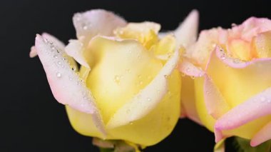 Su damlaları olan sarı gül videosu