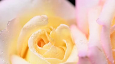 Su damlaları olan sarı gül videosu