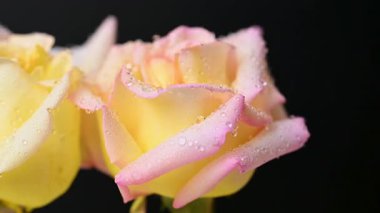 Su damlaları olan sarı gül videosu