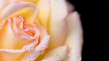 Su damlaları olan sarı gül videosu