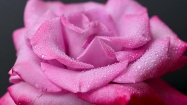 Güzel leylak gülünün videosu.