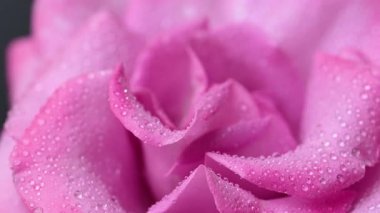 Güzel leylak gülünün videosu.