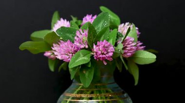 Yonca buketinin videosunu kapat