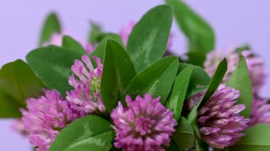 Yonca buketinin videosunu kapat