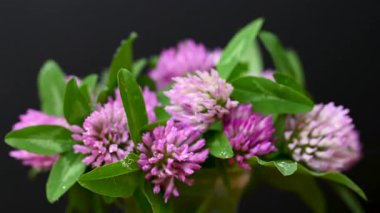 Yonca buketinin videosunu kapat