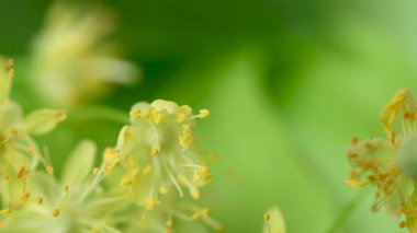 Ihlamur çiçekleri videosu