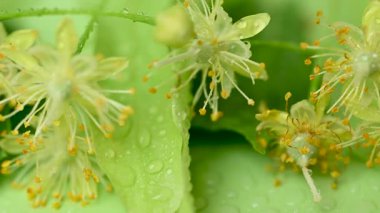 Ihlamur çiçekleri videosu