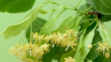 Ihlamur çiçekleri videosu