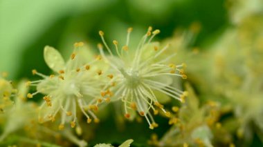 Ihlamur çiçekleri videosu