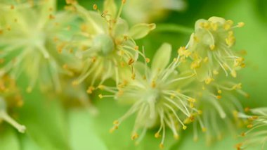 Ihlamur çiçekleri videosu