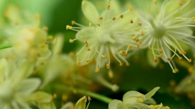 Ihlamur çiçekleri videosu