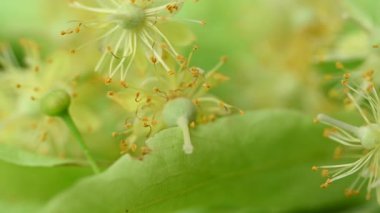 Ihlamur çiçekleri videosu