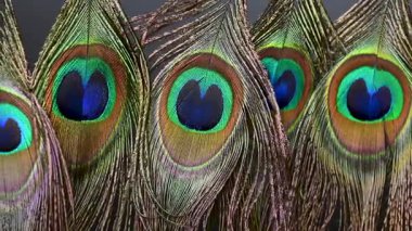 Güzel tavus kuşu tüyleri yaklaşır