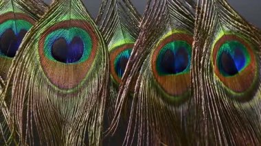 Güzel tavus kuşu tüyleri yaklaşır