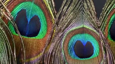 Güzel tavus kuşu tüyleri yaklaşır