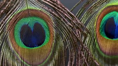 Güzel tavus kuşu tüyleri yaklaşır