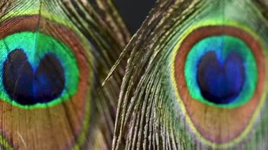 Güzel tavus kuşu tüyleri yaklaşır