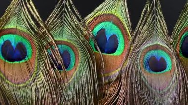 Güzel tavus kuşu tüyleri yaklaşır