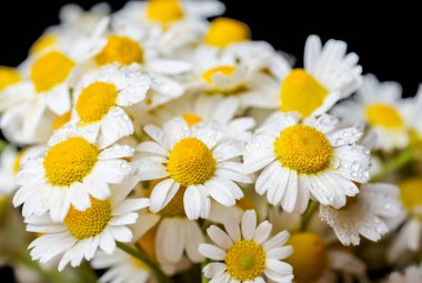 Siyah arka planda bir buket papatya.