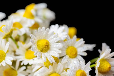 Siyah arka planda bir buket papatya.