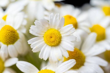 Siyah arka planda bir buket papatya.