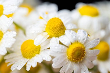 Siyah arka planda bir buket papatya.