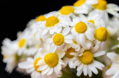 Siyah arka planda bir buket papatya.