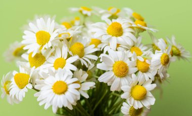 Açık yeşil arka planda bir buket papatya.