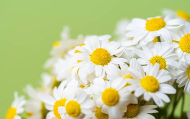 Açık yeşil arka planda bir buket papatya.