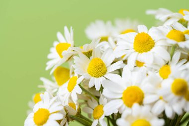 Açık yeşil arka planda bir buket papatya.