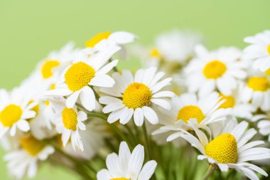 Açık yeşil arka planda bir buket papatya.