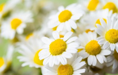 Açık yeşil arka planda bir buket papatya.