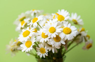 Açık yeşil arka planda bir buket papatya.