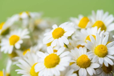 Açık yeşil arka planda bir buket papatya.