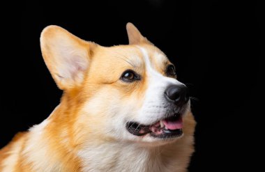 Stüdyoda siyah arka plan üzerine Galce Corgi