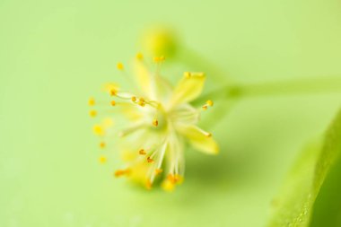 Linden çiçekleri stüdyoya yakın çekim