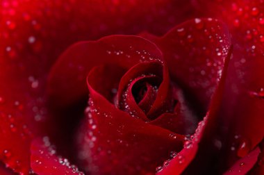 Güzel koyu kırmızı gül siyah arkaplanda