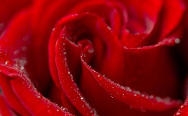 Güzel koyu kırmızı gül siyah arkaplanda