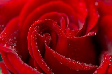 Güzel koyu kırmızı gül siyah arkaplanda