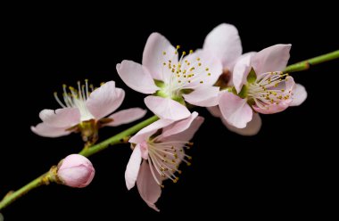 siyah arka plan üzerine Sakura çiçekler