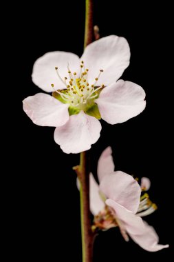 siyah arka plan üzerine Sakura çiçekler