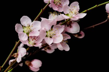 siyah arka plan üzerine Sakura çiçekler