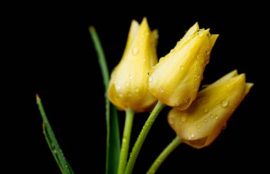 Stüdyoda sarı lalelerin fotoğrafı